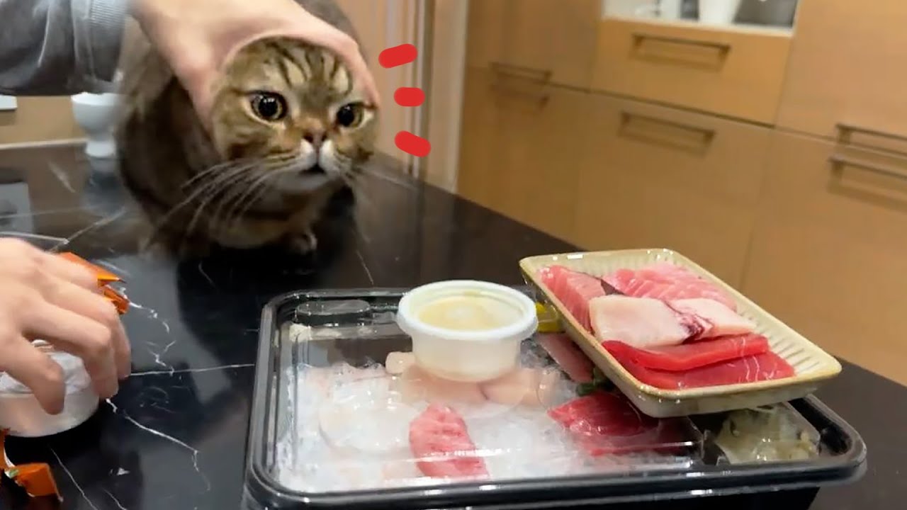 전부 다 루루꺼! 제발 한입만 주세요
