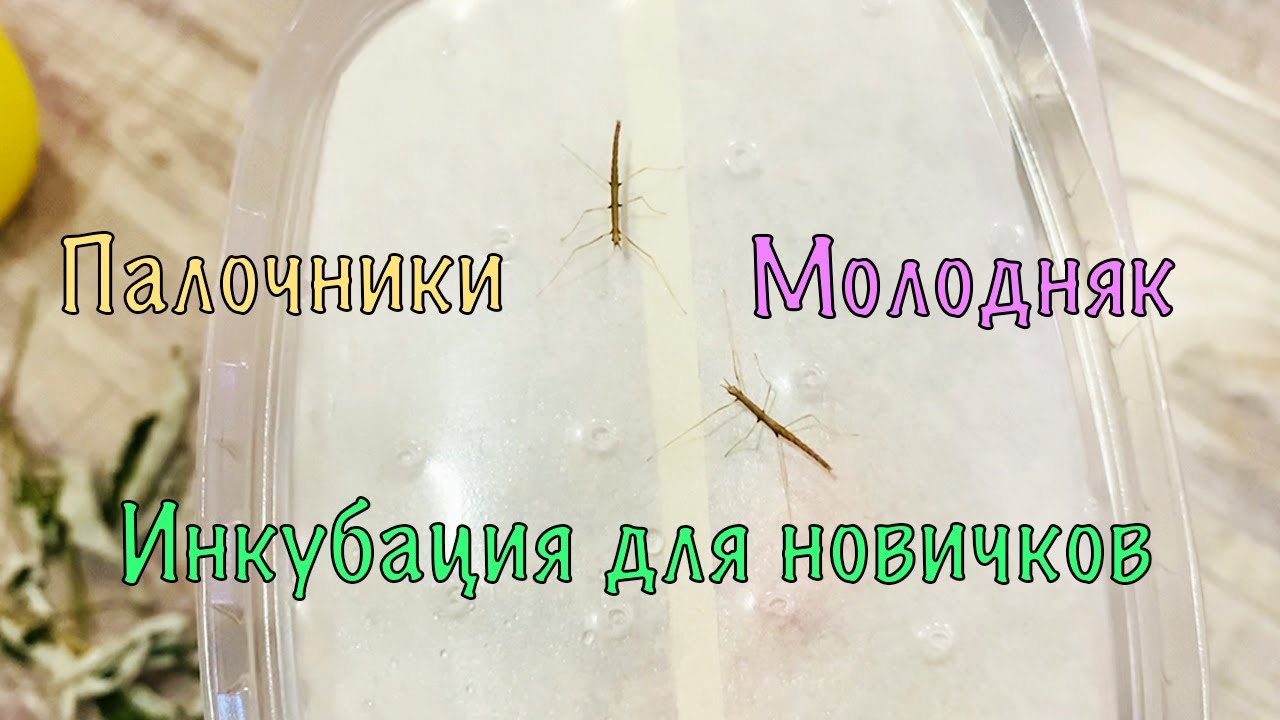 ПАЛОЧНИКИ | ИНКУБАЦИЯ ДЛЯ НОВИЧКОВ | ЗАСЕЛЕНИЯ МОЛОДНЯКА