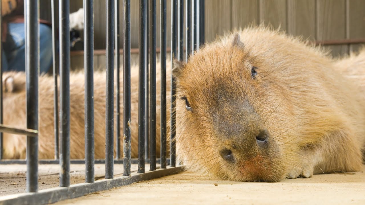 長崎バイオパークにカピバラのストーブ登場 (Capybara stovea heater)