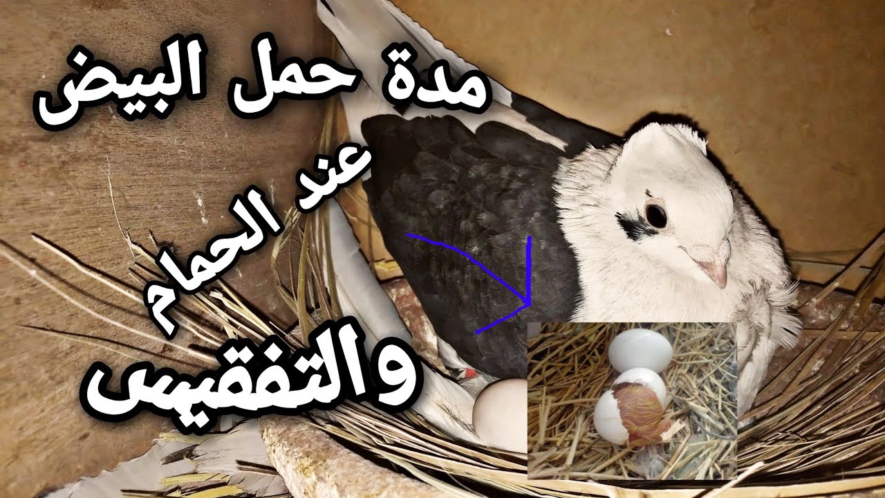 مدة حمل البيض والتفقيس عند الحمام🕊🕊💪