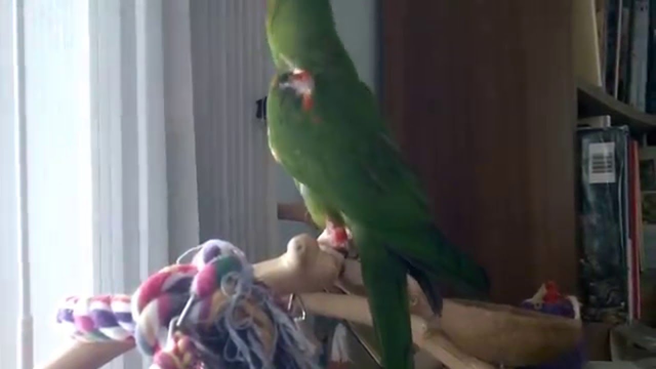 Donald the Mitred Conure: Gibberish & Song