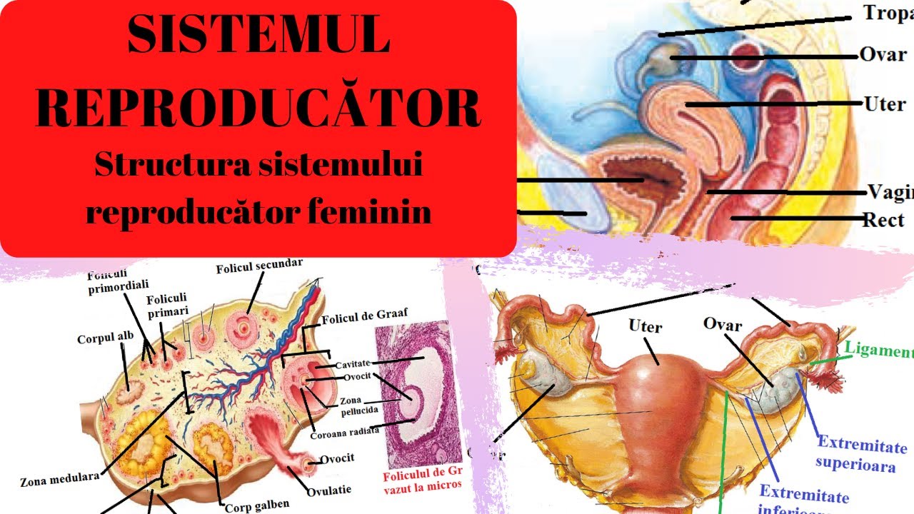 ADMITERE MEDICINA: SISTEMUL REPRODUCATOR 1: Structura sistemului reproducator feminin