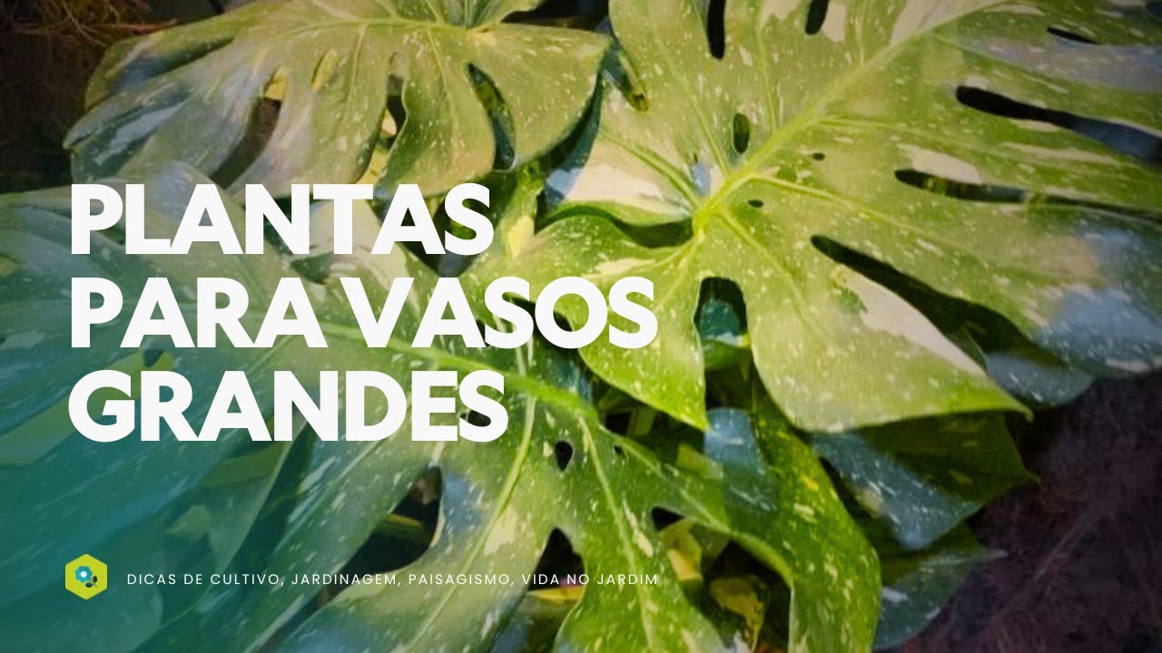 VAI DE VASO GRANDE? Veja as PLANTAS que FICAM LINDA e IMPONENTES