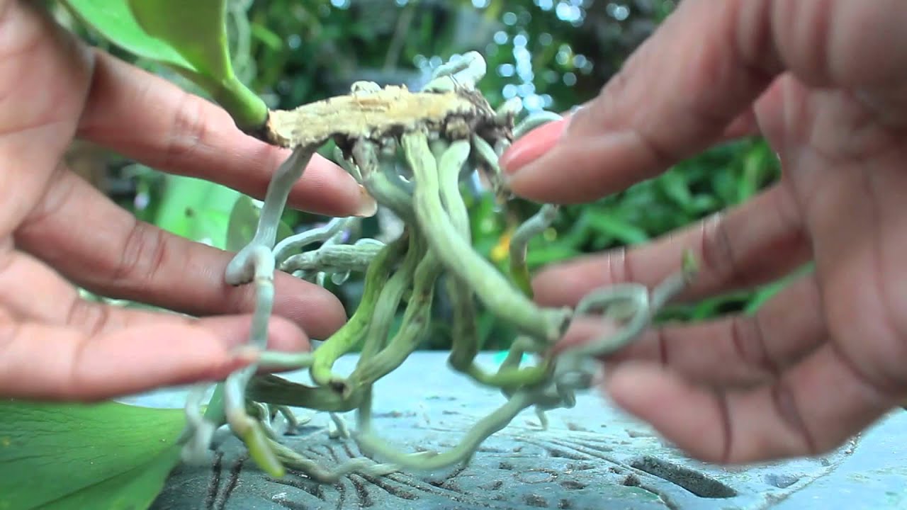 SEMI-WATER EXTREME PROPAGATION UPDATE