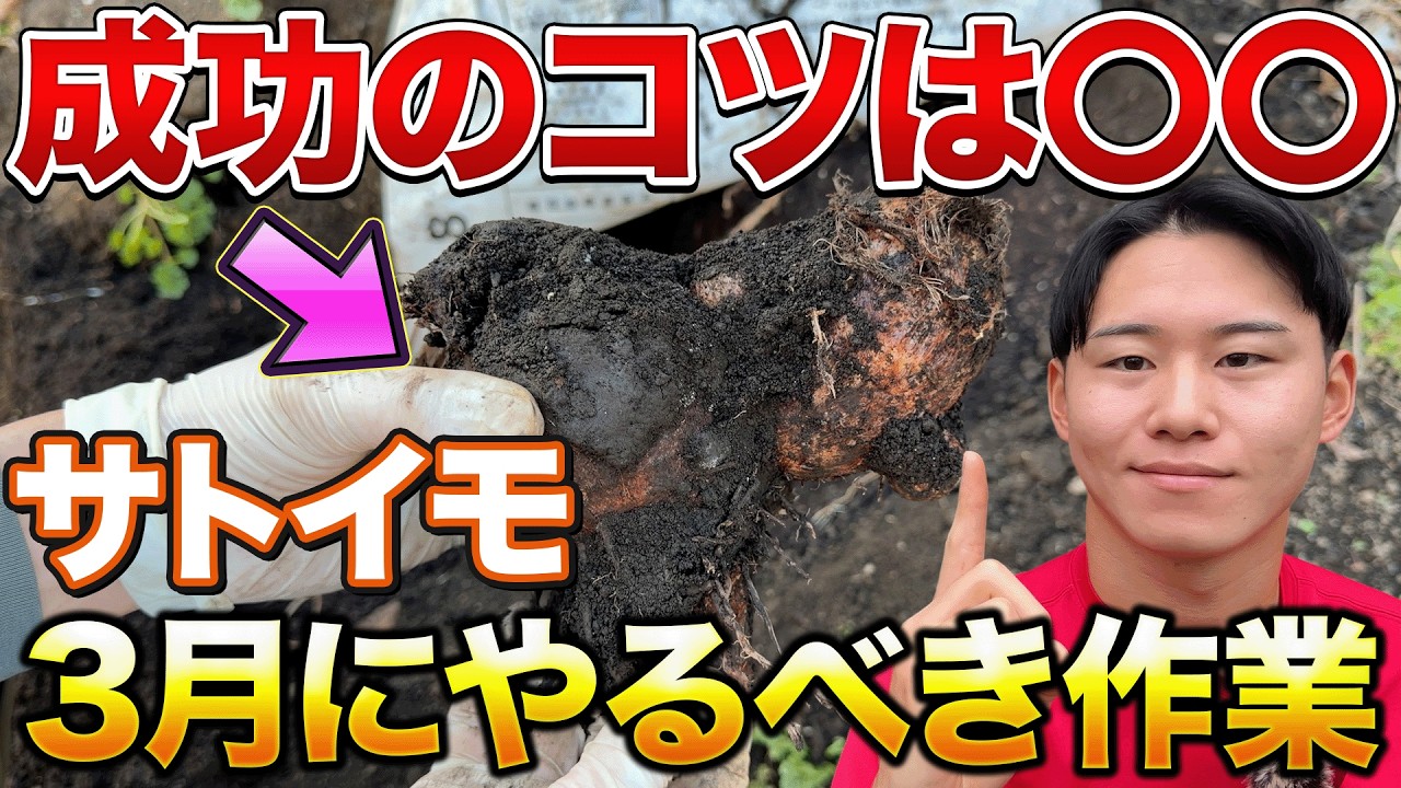 【失敗知らず】里芋栽培猛暑日にやられなくするためにやる作業について