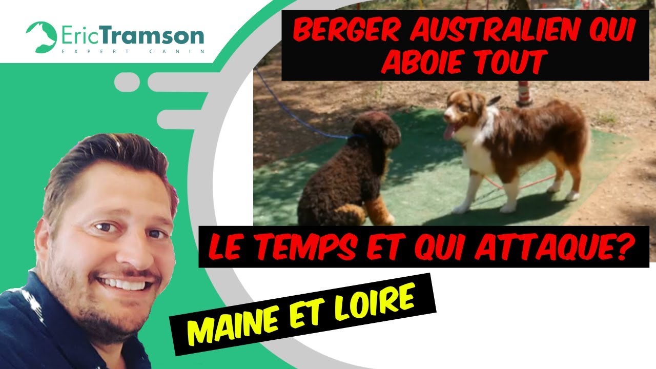 (Maine et Loire) Comment éduquer un chien Berger Belge Australien qui aboie et qui attaque ?