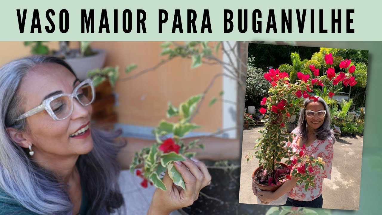Como mudar Bougainville/Primavera de vaso