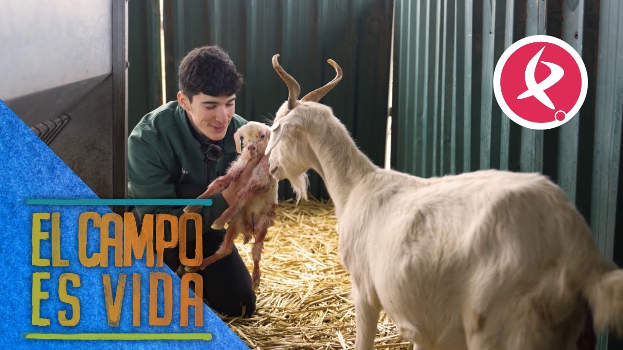 Una de las cabras celtibérias de Jose se ha puesto de parto | El campo es vida