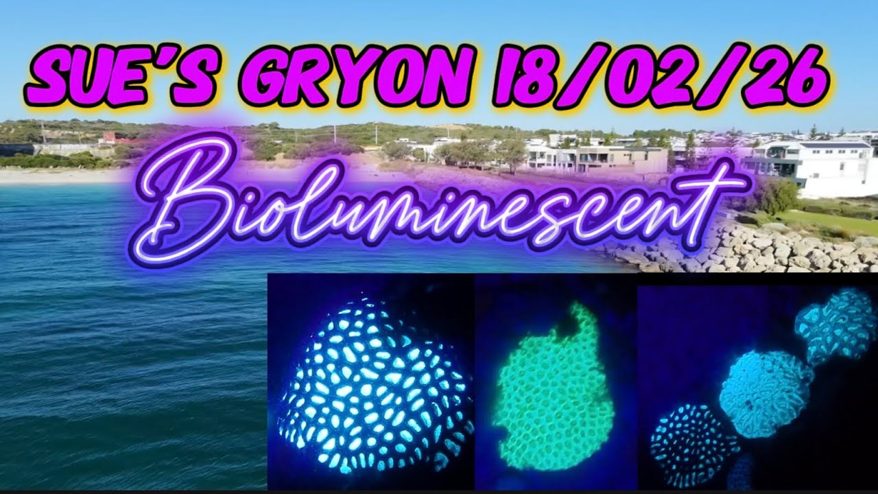SCUBA DIVING | BIOLUMINESCENT CORAL SUE’S GRYON 18/02/26 NIGHT DIVE