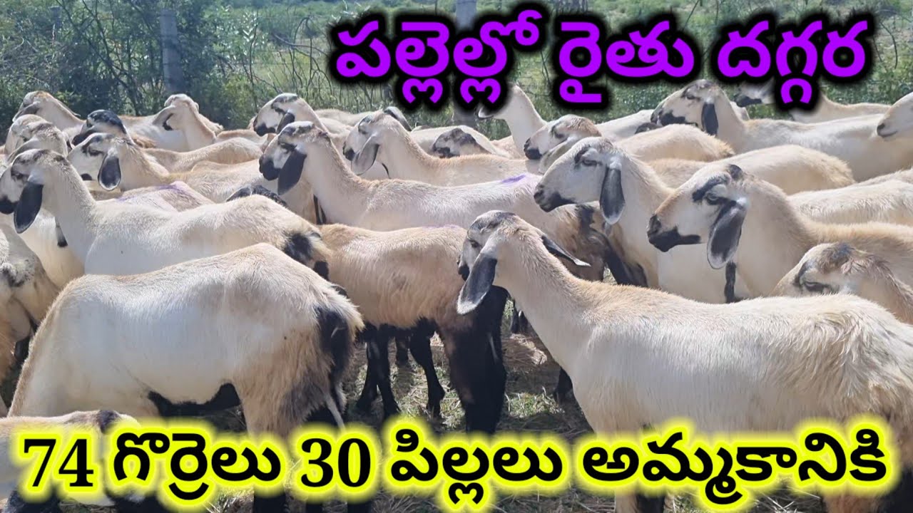 పల్లెల్లో రైతు వారీగా వున్న గొర్రెలు పిల్లలు 97058 59574 Nellore judipi sheeps kids alikhankrk