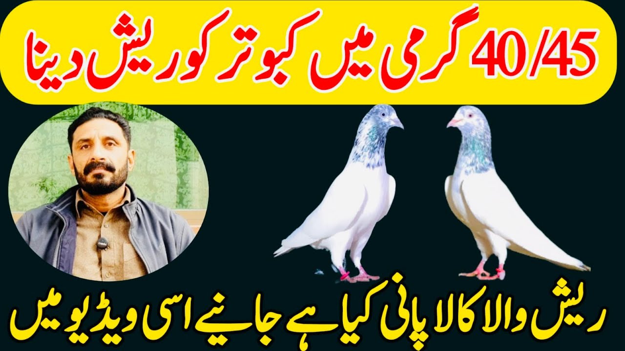 40/45 GARMI ME KABOOTAR KO RAESH DENA 