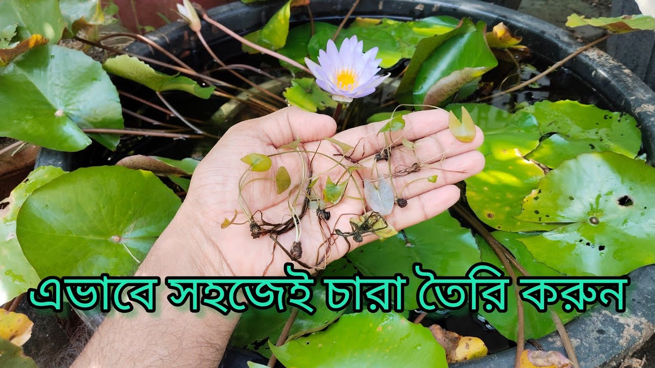 শাপলা/শালুক এর চারা তৈরি /Water Lily Propagation