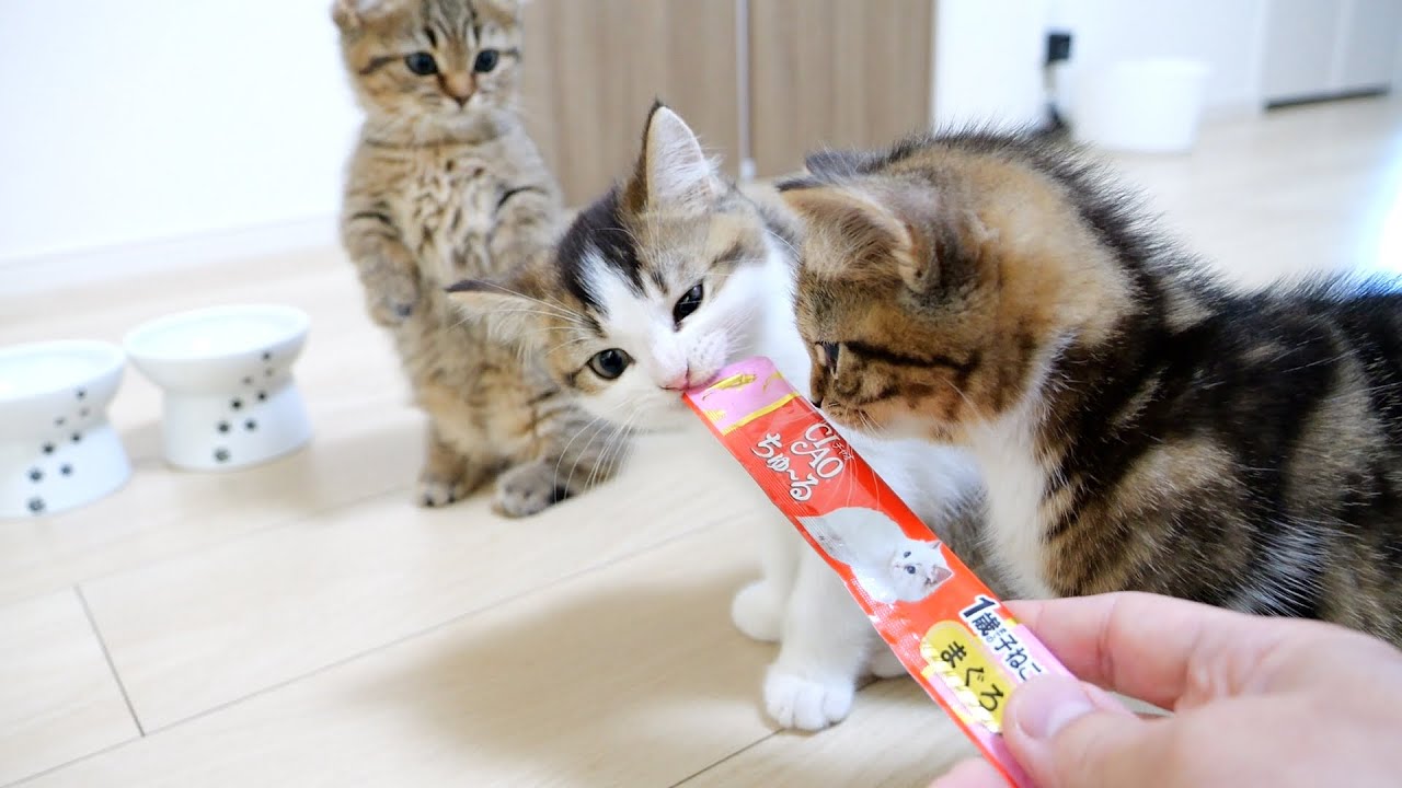 Here's part two of the story of three kittens growing up
