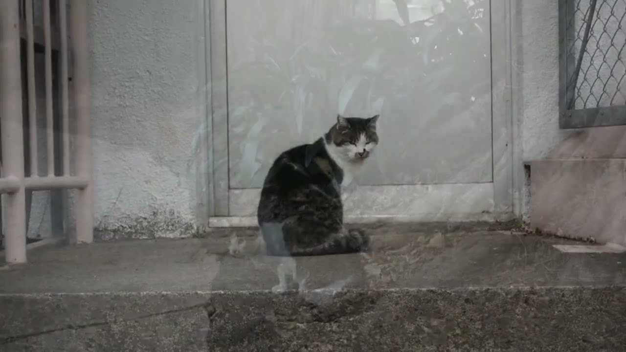 【Cat Video】 meowmeow Happy #cat  #cats  #cute