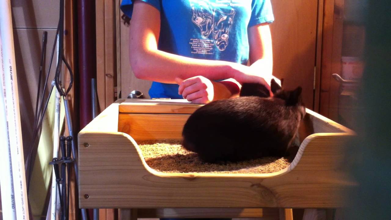 Breeding Netherland Dwarfs-Genetic Dwarfism and Breeding Details.