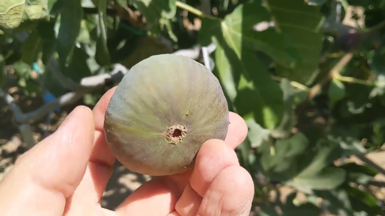 Инжир сорта Amen's Citron fig