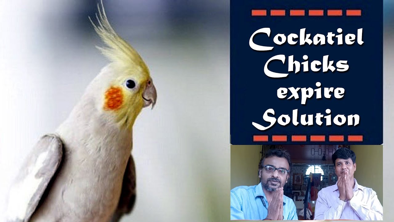 Reason of Cockatiel chicks expire&discuss the solution with Santanu Birds care||KolkataLovebirds||
