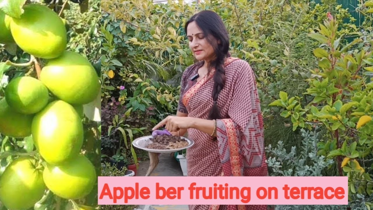 Apple ber fruit plant care in pot | Apple ber fruiting on terrace