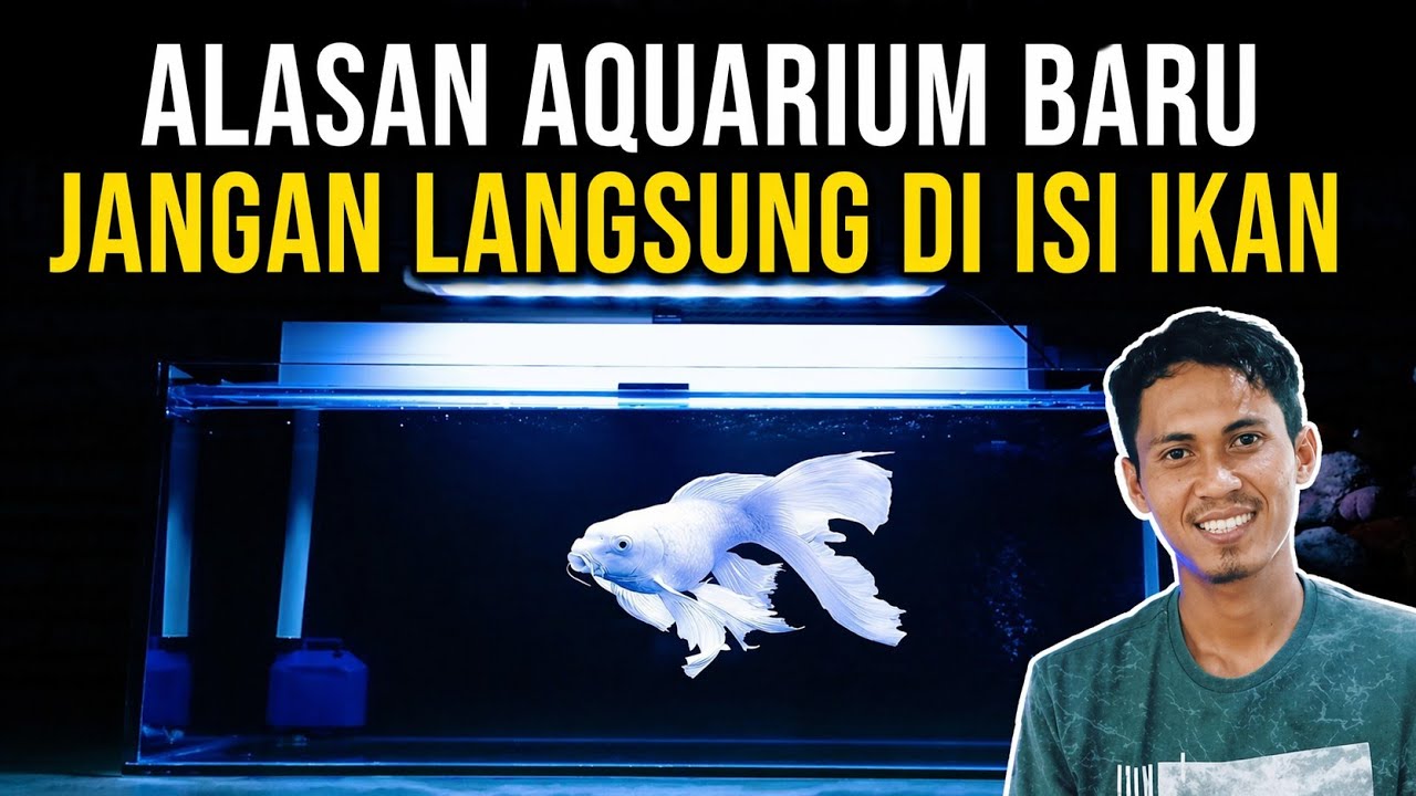 BAHAYA‼️Jangan langsung isi aquarium baru dengan ikan hias..