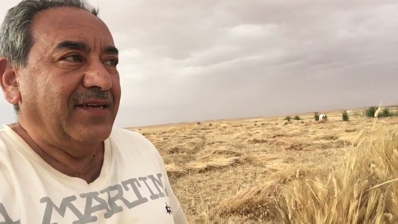 مزرعتي في الفرافرة @ حصاد فدان غلة يدوي بالمحشة