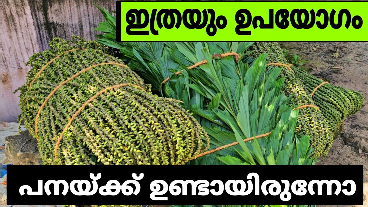 പനം കുലയുടെ ഉപയോഗം എന്താണെന്നറിയാമോ?