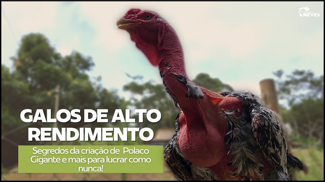 SEGREDOS REVELADOS: Dicas para criar Índio e Polaco Gigantes com sucesso - Genética gigante!