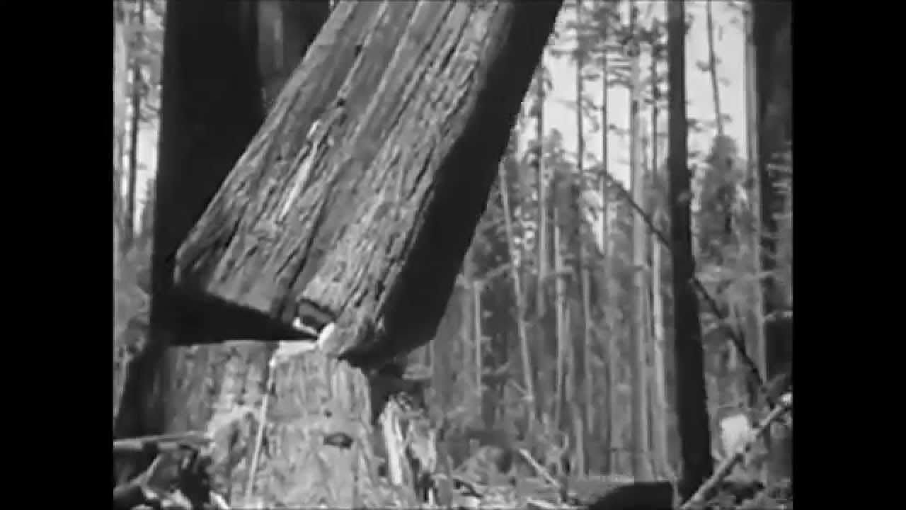 Deforestation