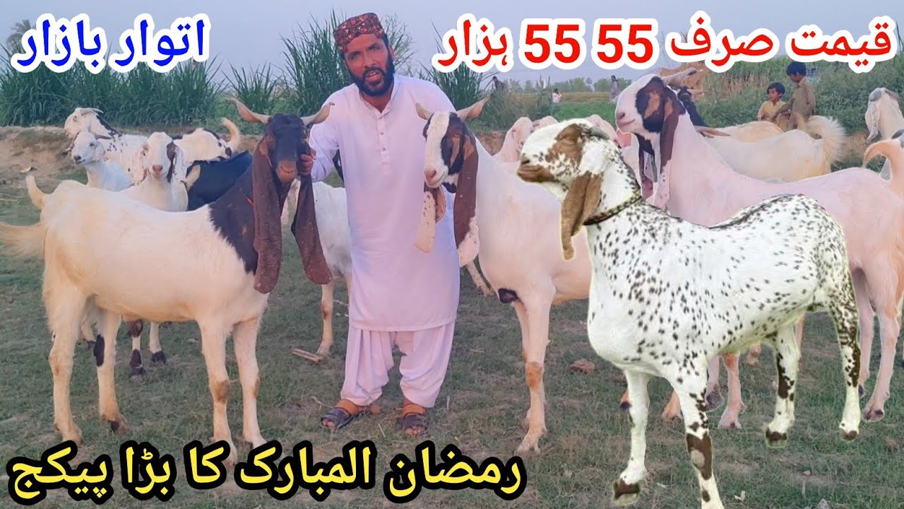 15 March 2026علی گوڈ فارم اتوار بازار رمضان المبارک کا بڑا پیکج قیمت صرف 55 ہزار سیل سیل 