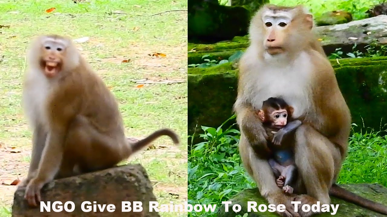 Brea.king News! NGO bring Rainbow to Rose, then Bonita jump to gra.b Rainbow quickly on Aug 20,2022