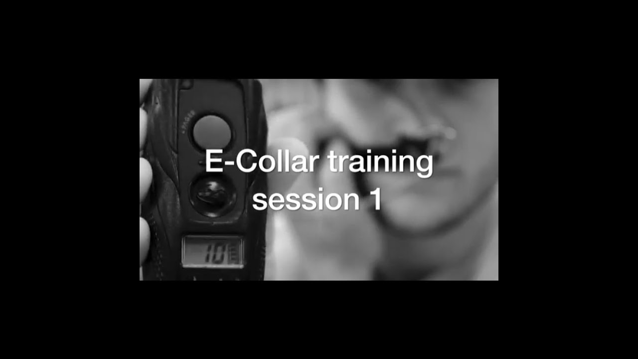 Ecollar training #1 with America's Canine Educator-