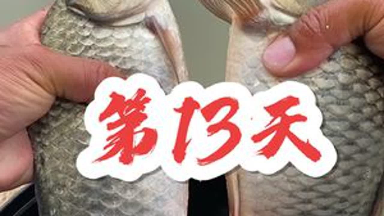 第13集/挑战从零开始钓鱼，用鱼货换装备#原来钓鱼才是抖音运动顶流 #出来钓鱼了喂 #抖音垂钓季