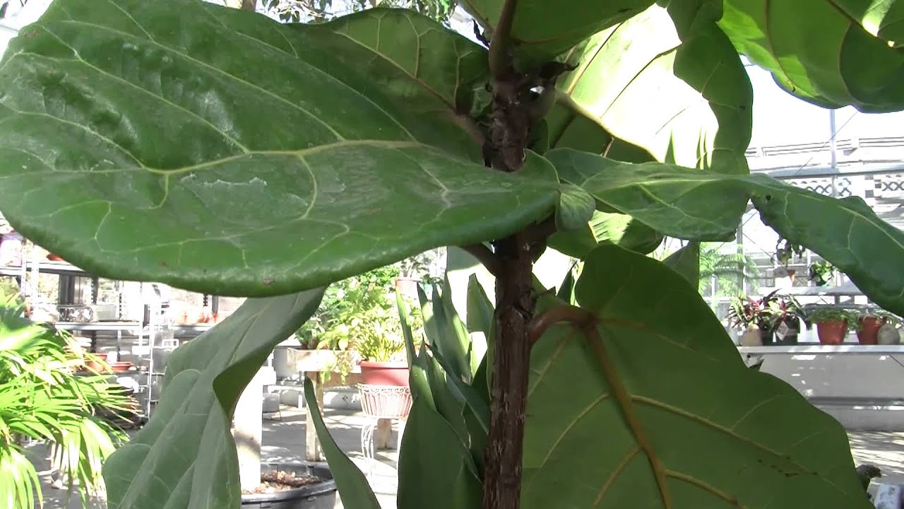 Tips for the Fiddle Leaf Fig