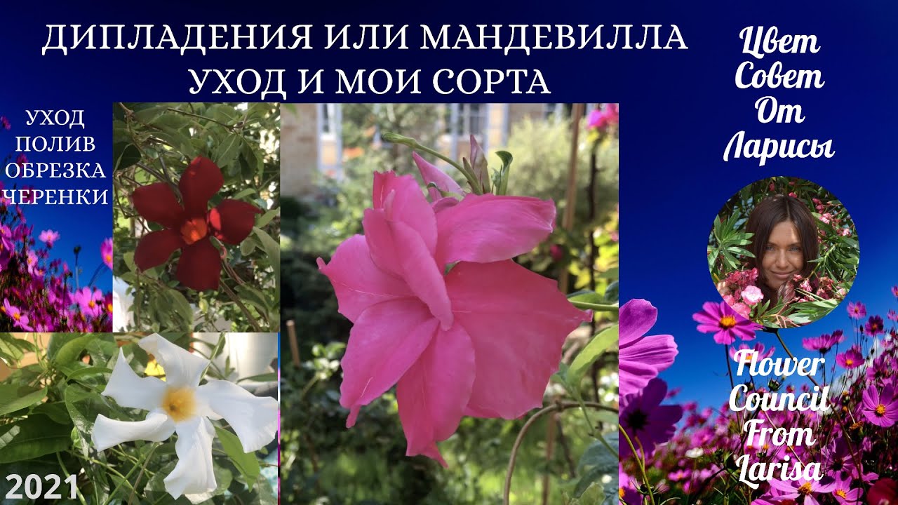 ДИПЛАДЕНИЯ ИЛИ МАНДЕВИЛЛА ВСЕ ОБ УХОДЕ И ОБЗОР МОИХ СОРТОВ