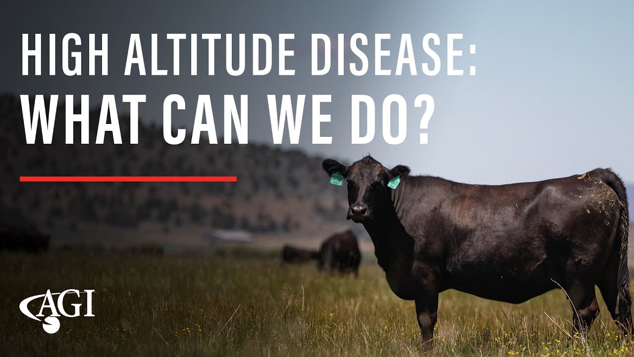 High Altitude Disease: WHAT CAN WE DO?