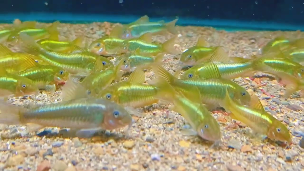 Corydoras CW009 螢光綠鼠