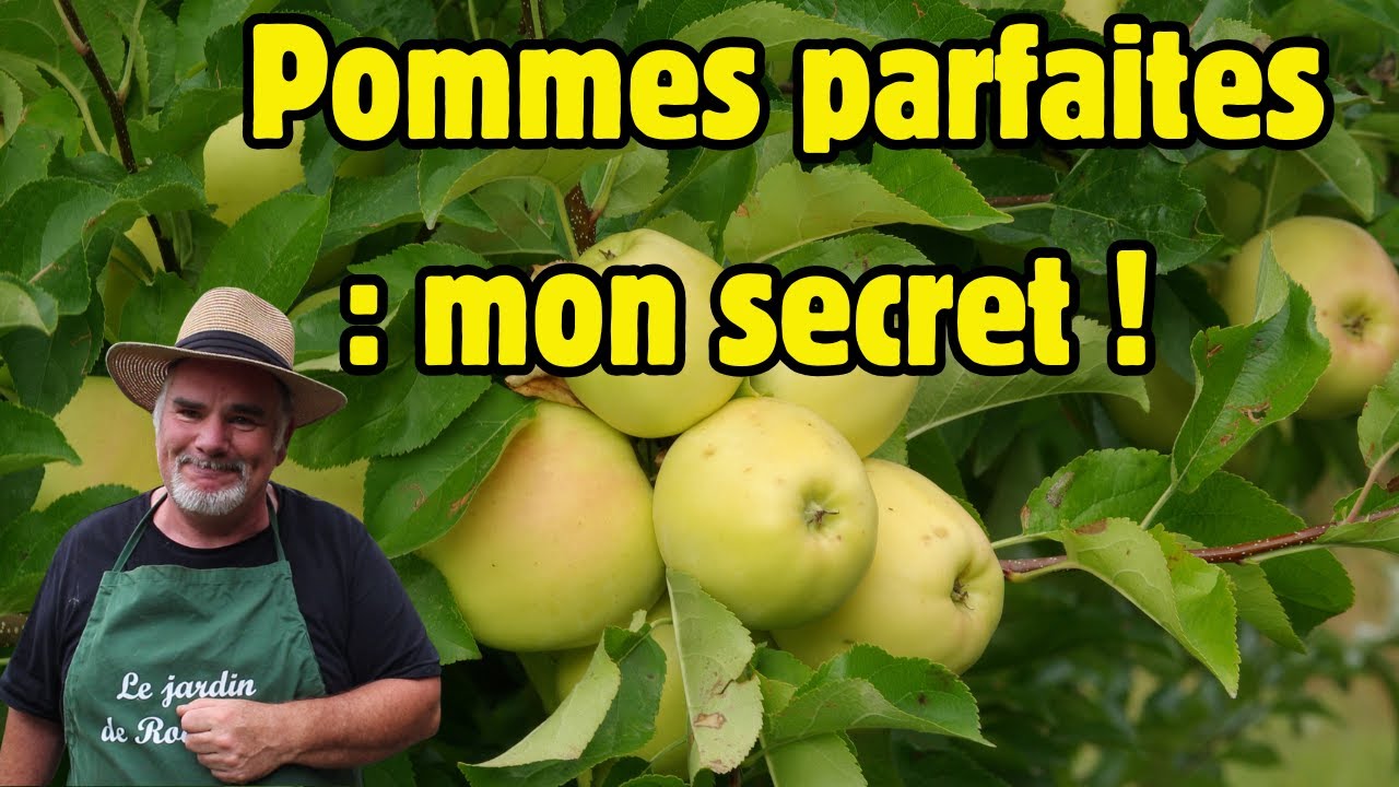 Le secret pour des pommes saines et nombreuses ? Ma méthode d'éclaircissage efficace!