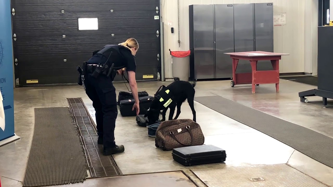 New Detector Dog Team At North Portal Border Crossing
