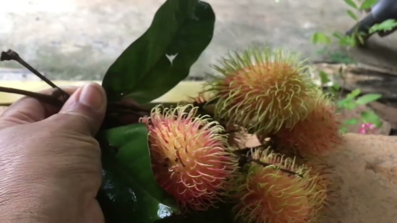 How to grow Rambutan fruit tree, it&rsquo;s care, fertiliser, water, benefits & side effects.