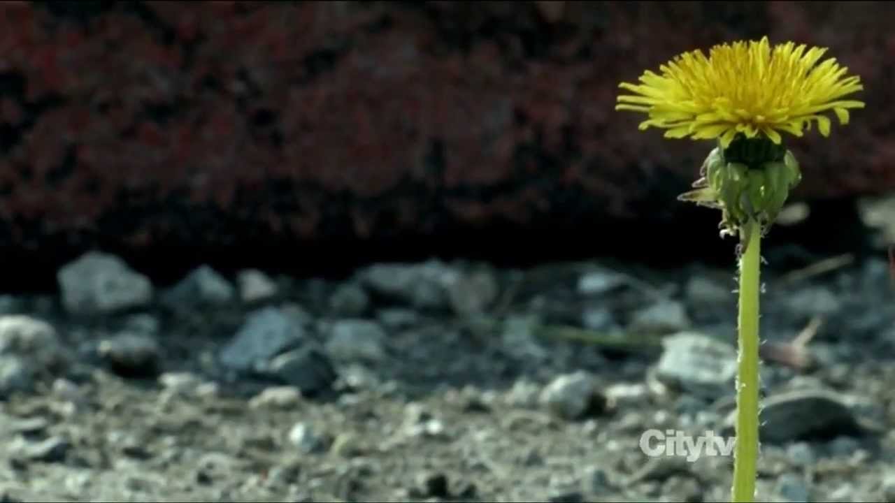 Fringe Season 5 Tribute - 
