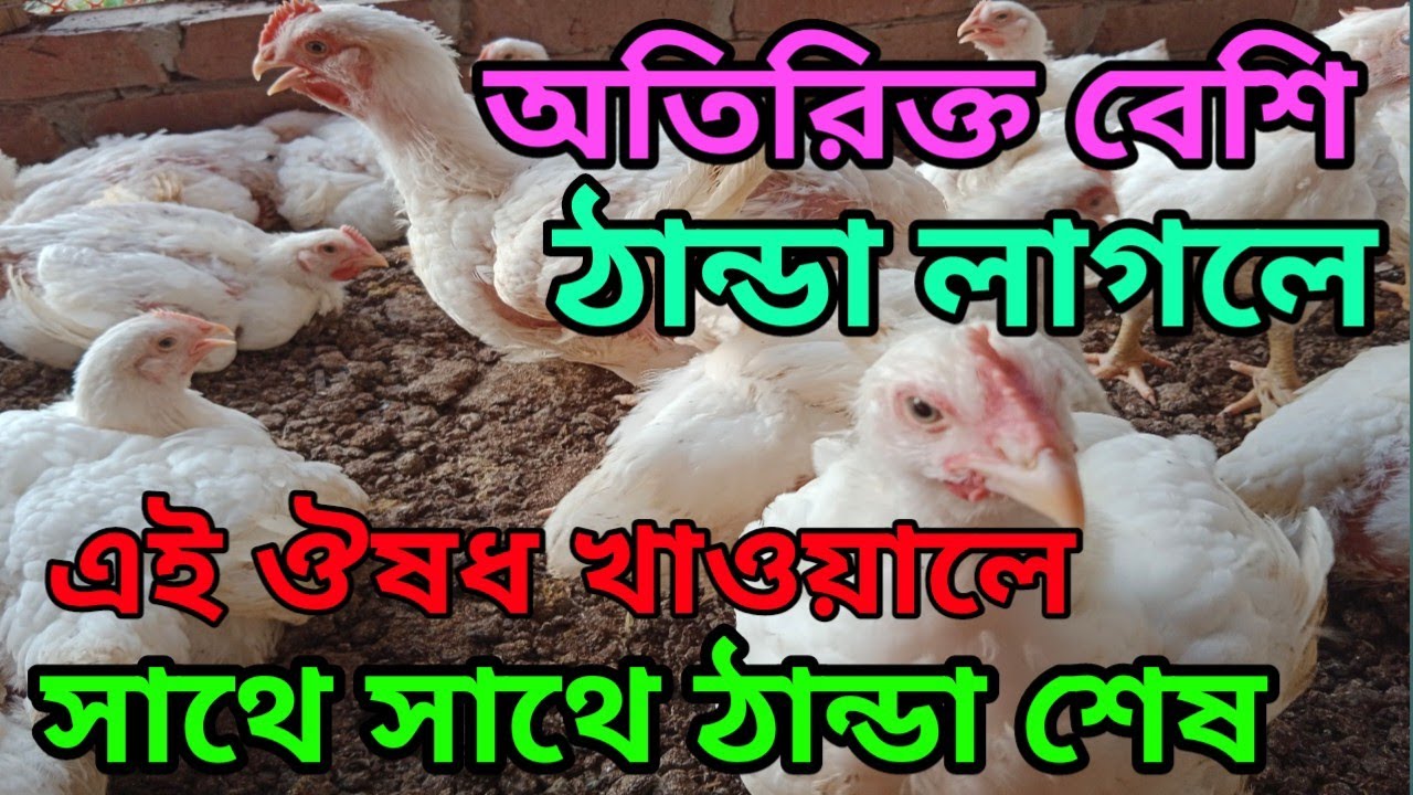 অতিরিক্ত বেশি ঠান্ডা লাগলে এই ঔষধ খাওয়ালে সাথে সাথে ঠান্ডা শেষ | খামারি | SK Hasan Agro 