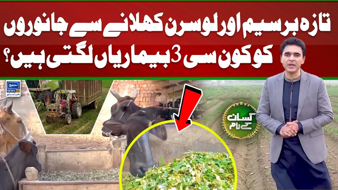 Demerits of high moisture fodders | Berseem feeding | Kissan Kay Naam | Ep 47 | 22 Dec 2023