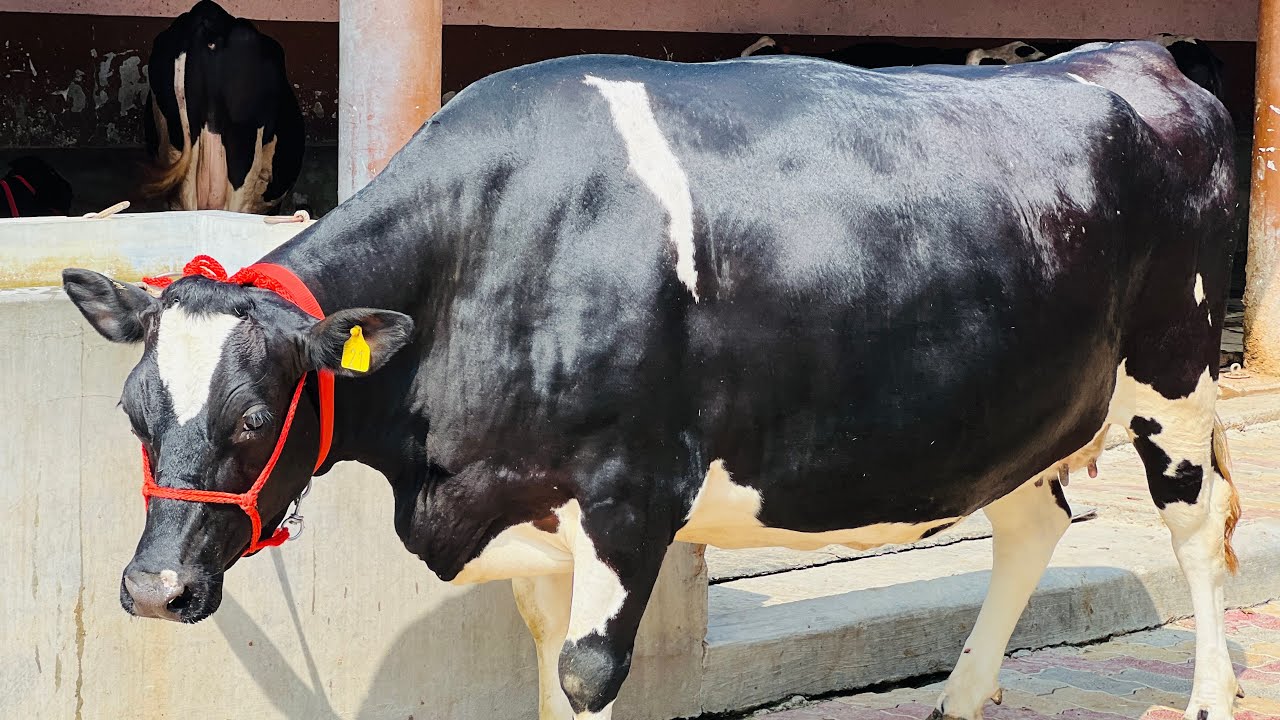 120 liter Milk per day 🔥🔥Compilation level Breed for sale | Chopra Dairy Farm