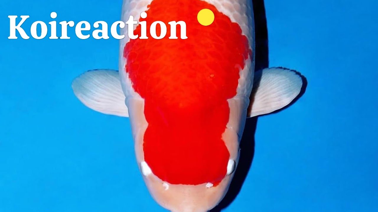 Ultimate Guide to Stunning Koi: Expert Tips and Breathtaking Footage!