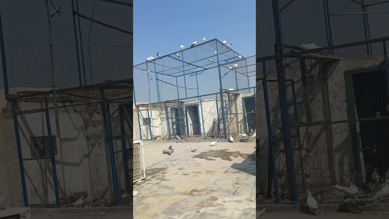 آج سارے کبوتر نیا نکلے دے جال سے باہر سارے گھر واپس آ گے