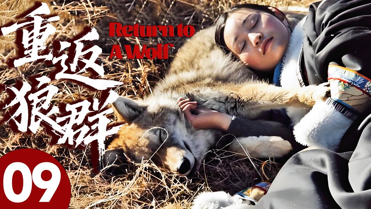 【重返狼群】09🐺狼崽為躲獵人追捕認人做母，下秒反被驅趕，轉身成為森林之王！#狼王 #格林