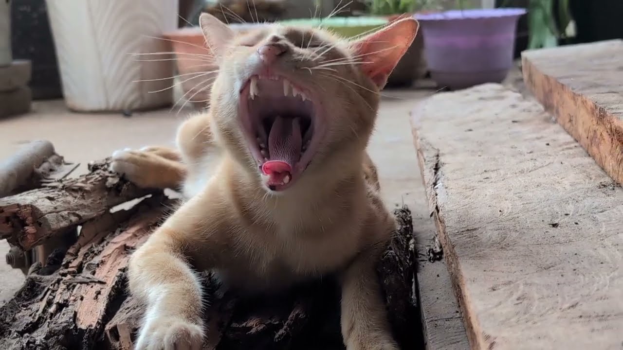 The Coziest Cat Nap You'll Ever See