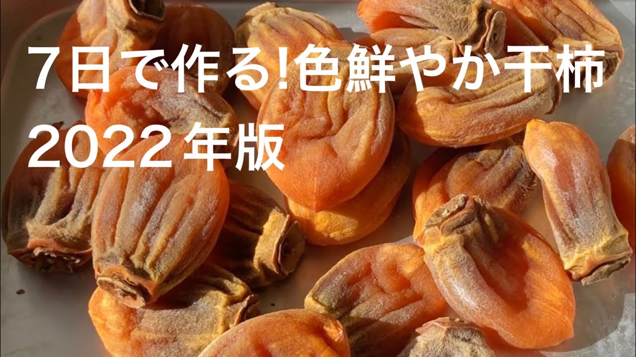 2022年版 ７日で作る！色鮮やかな干し柿の作り方  扇風機干し柿　無添加干し柿　室内干し柿　赤い干し柿　How to make red dried persimmons  Japanese kaki
