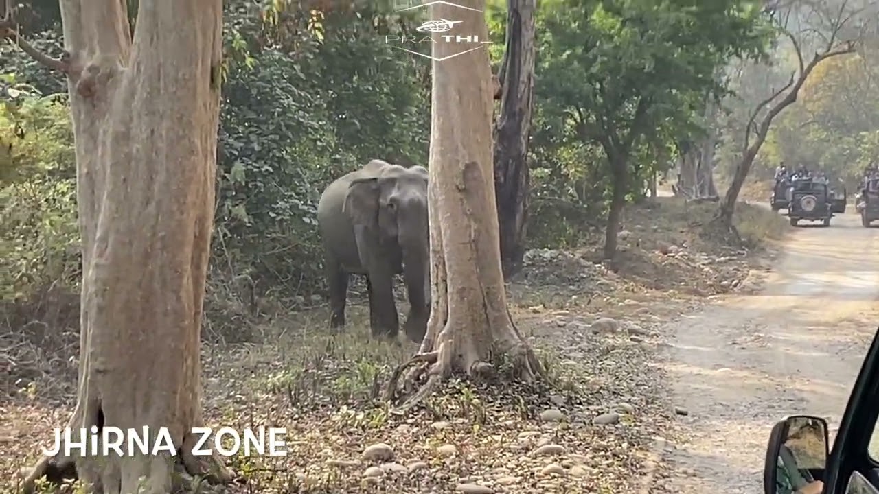 Elephant Charges thrice on tourist gypsy #jimcorbettnationalpark #jimcorbett #jhirna