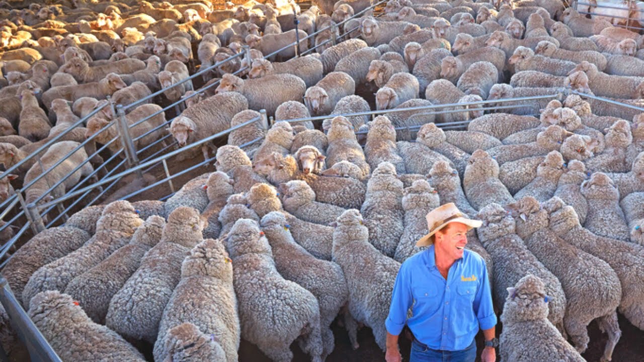 Искусство выращивания миллиона овец породы меринос в австралийской глубинке — Sheep Farming Uncov...