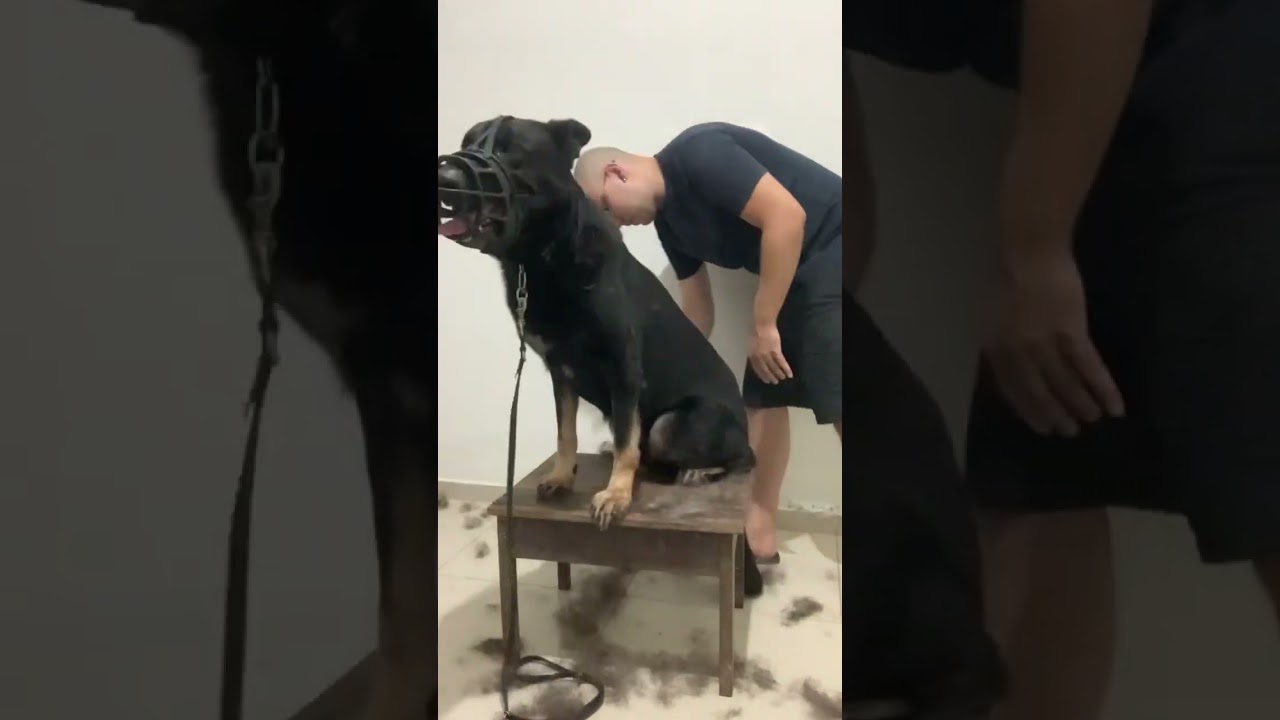 Scott treino de focinheira, escovação de pelagem, hidratação de calos e limpeza de ouvido